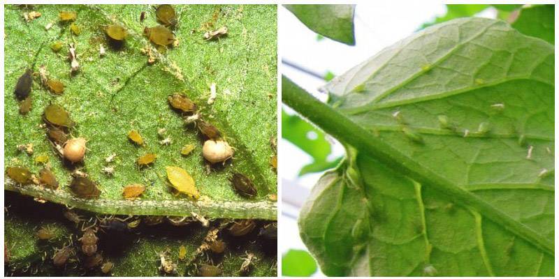 Паутинный клещ на огородных растения: как бороться на огурцах, томатах, перцах и кустарниках
