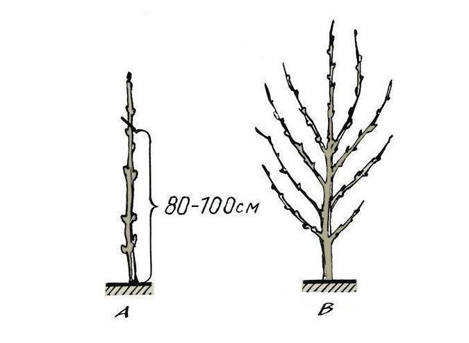 Обрезка колоновидных яблонь, в том числе для начинающих, а также схема формирования