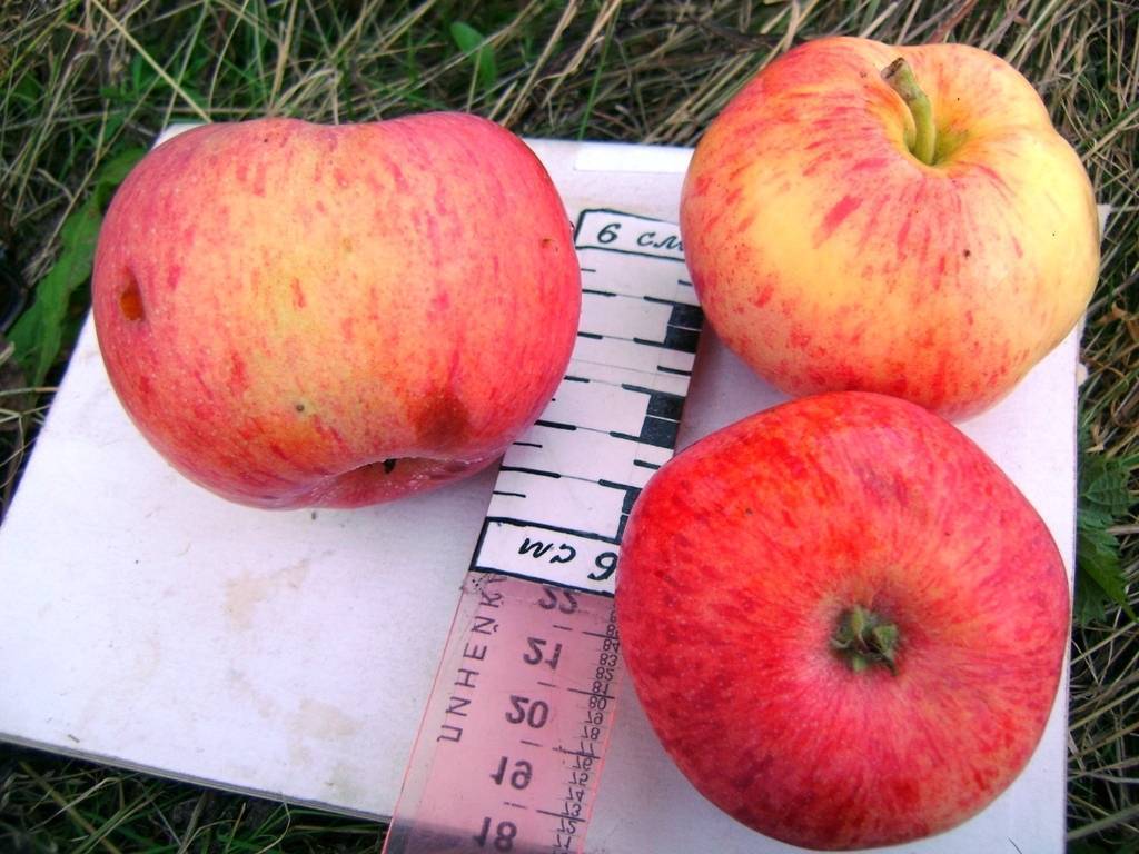 Яблоня «боровинка» — описание сорта. фото и отзывы