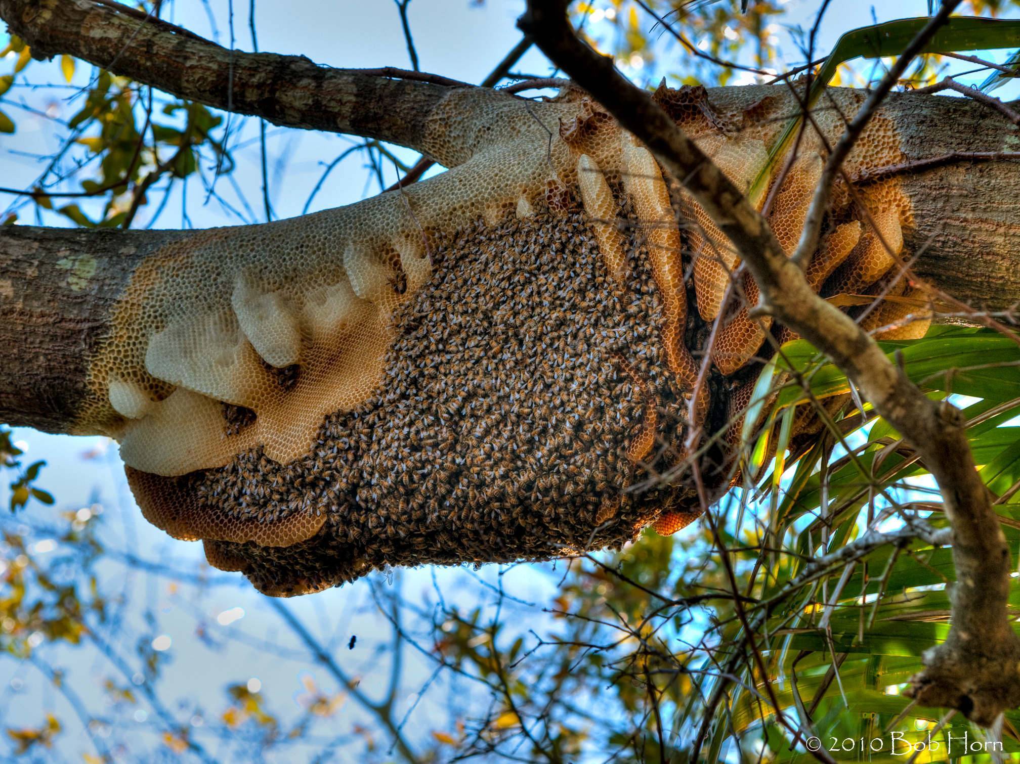 Сколько по времени живут пчёлы в улье: появление, состав и обязанности улья, продолжительность жизни – med-pochtoi.ru