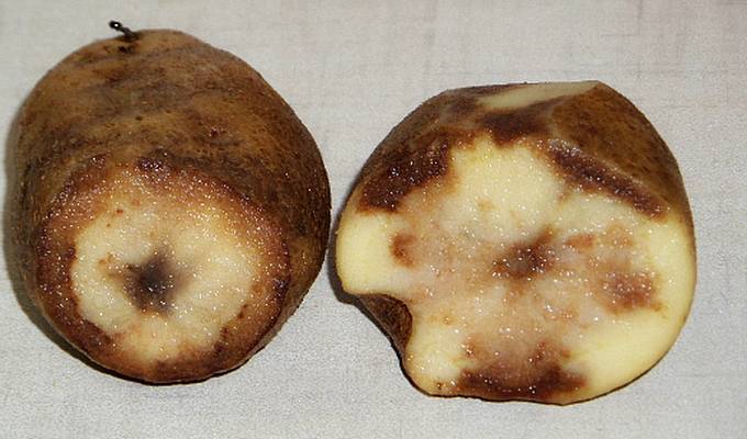 Почему гниет картофель в земле: чем обработать изнутри, можно ли употреблять картошку с белым налетом, что делать, если появилась плесень желтая и черная внутри