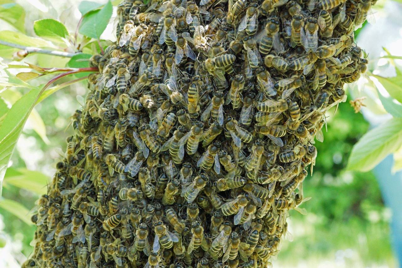 Где живут пчёлы в природе и на пасеке и чем они питаются