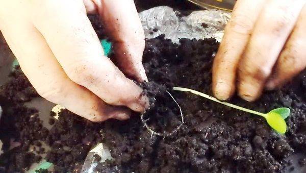 Как посадить переросшую рассаду огурцов - тонкости посадки в открытый грунт и особенности ухода (110 фото + видео)