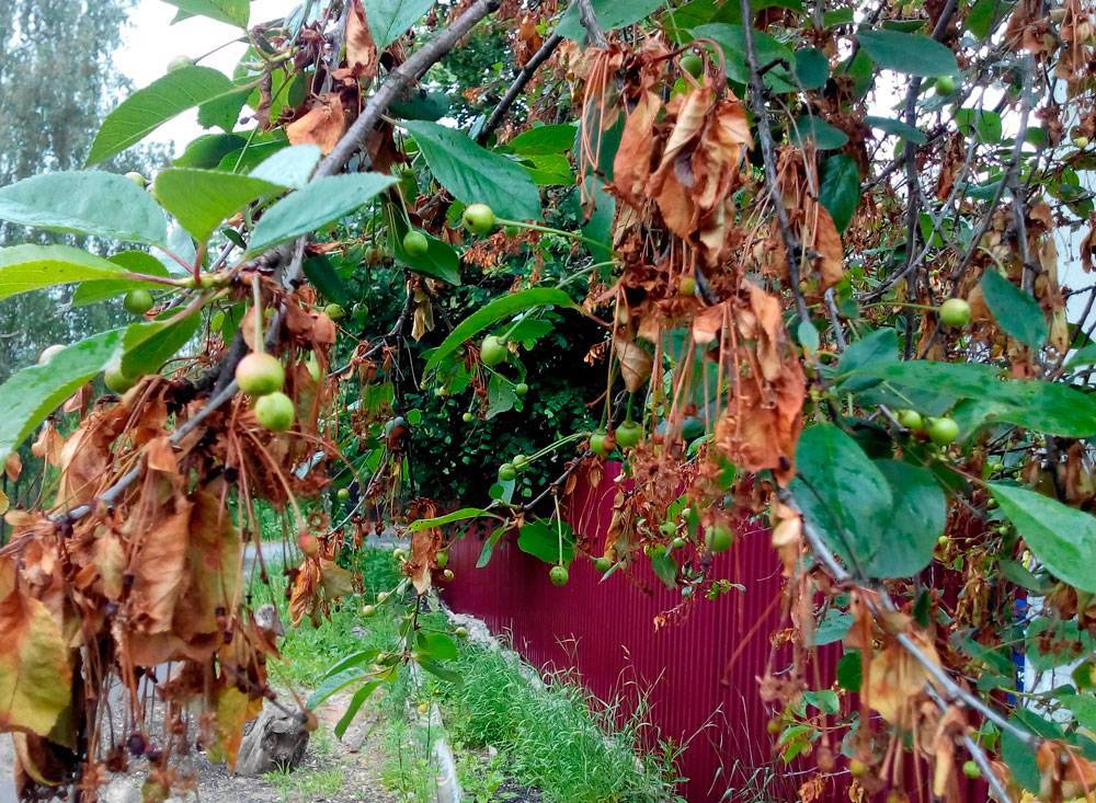 Засыхают листья на яблоне: почему, что делать для лечения болезни?