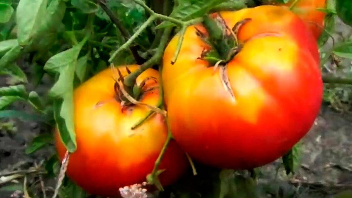 Наиболее приемлемые сорта помидоров для выращивания в Донецкой, Харьковской и Луганской области