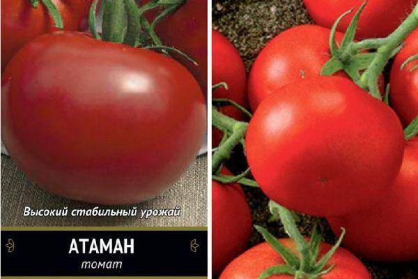 Томат буян: отзывы, фото, урожайность, описание и характеристика | tomatland.ru
