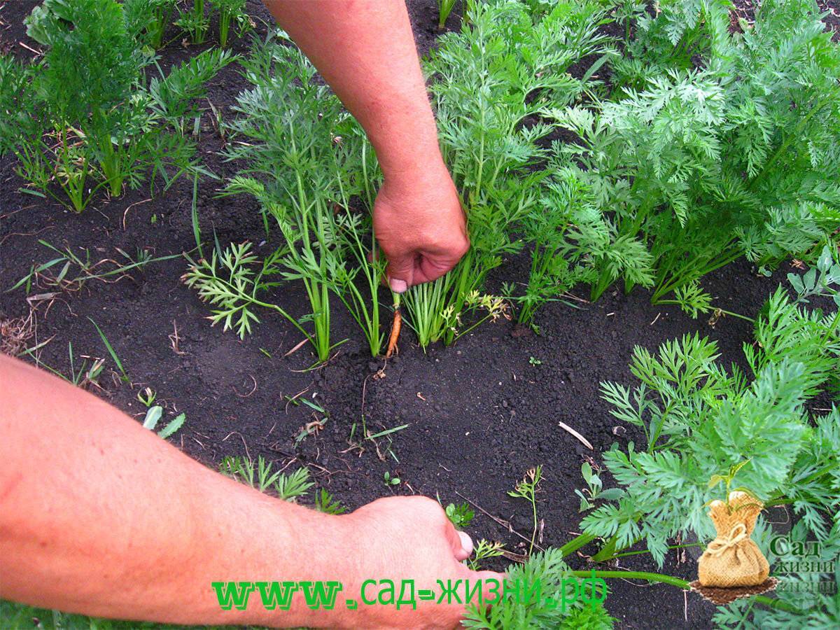 Особенности посадки моркови в открытый грунт