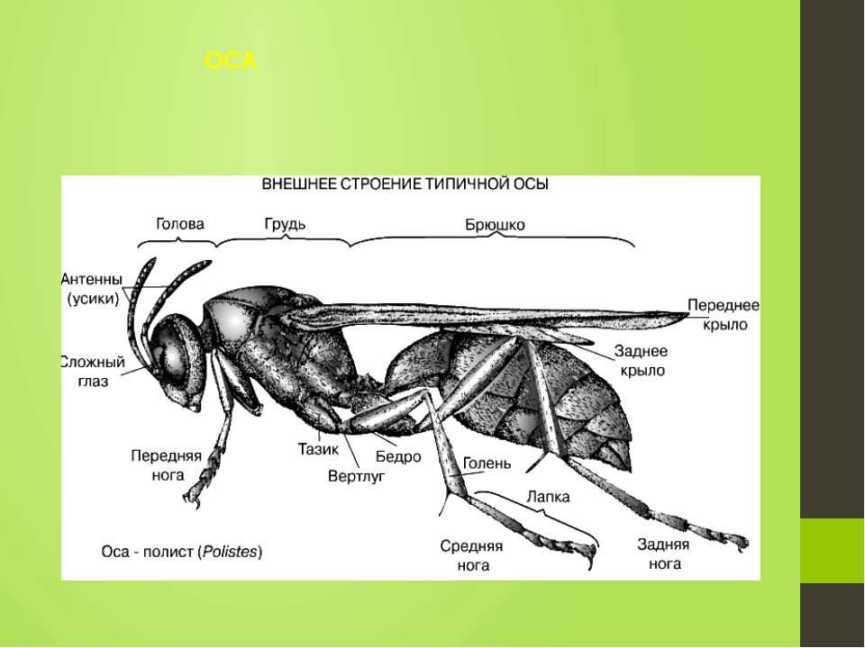 Оса — строение тела, виды, жилища, характер и образ жизни, питание. как выглядят осы, фото и описание различных видов ос