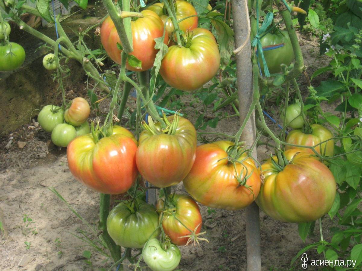 Богатые урожаи на удивление всем земледельцам — томат соседская зависть f1: описание сорта и его характеристики