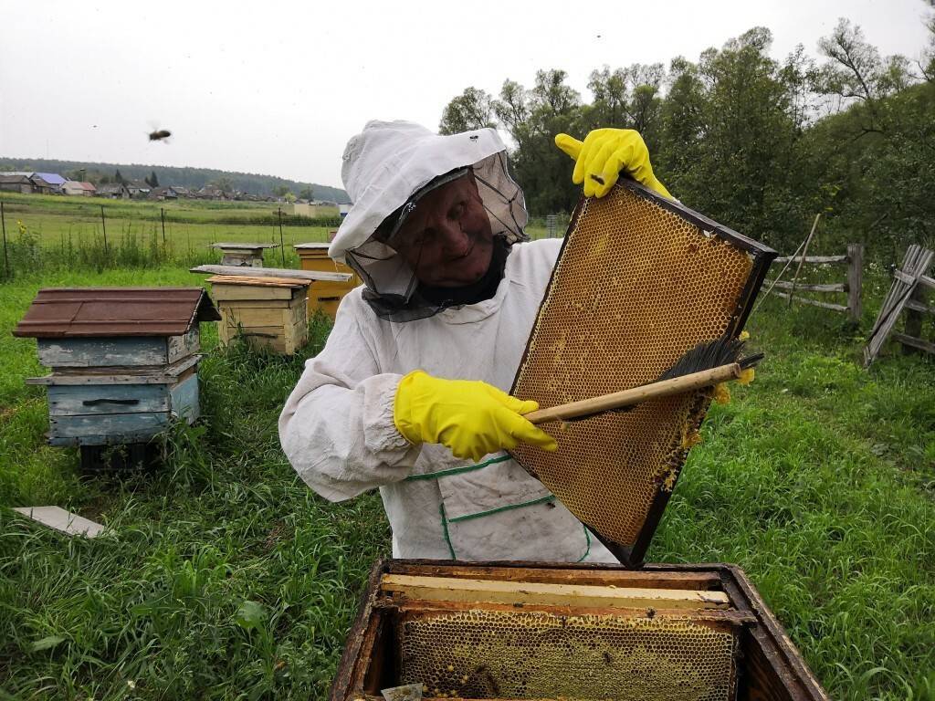 История пчеловодства.современное пчеловодство: проблемы и перспективы развития.