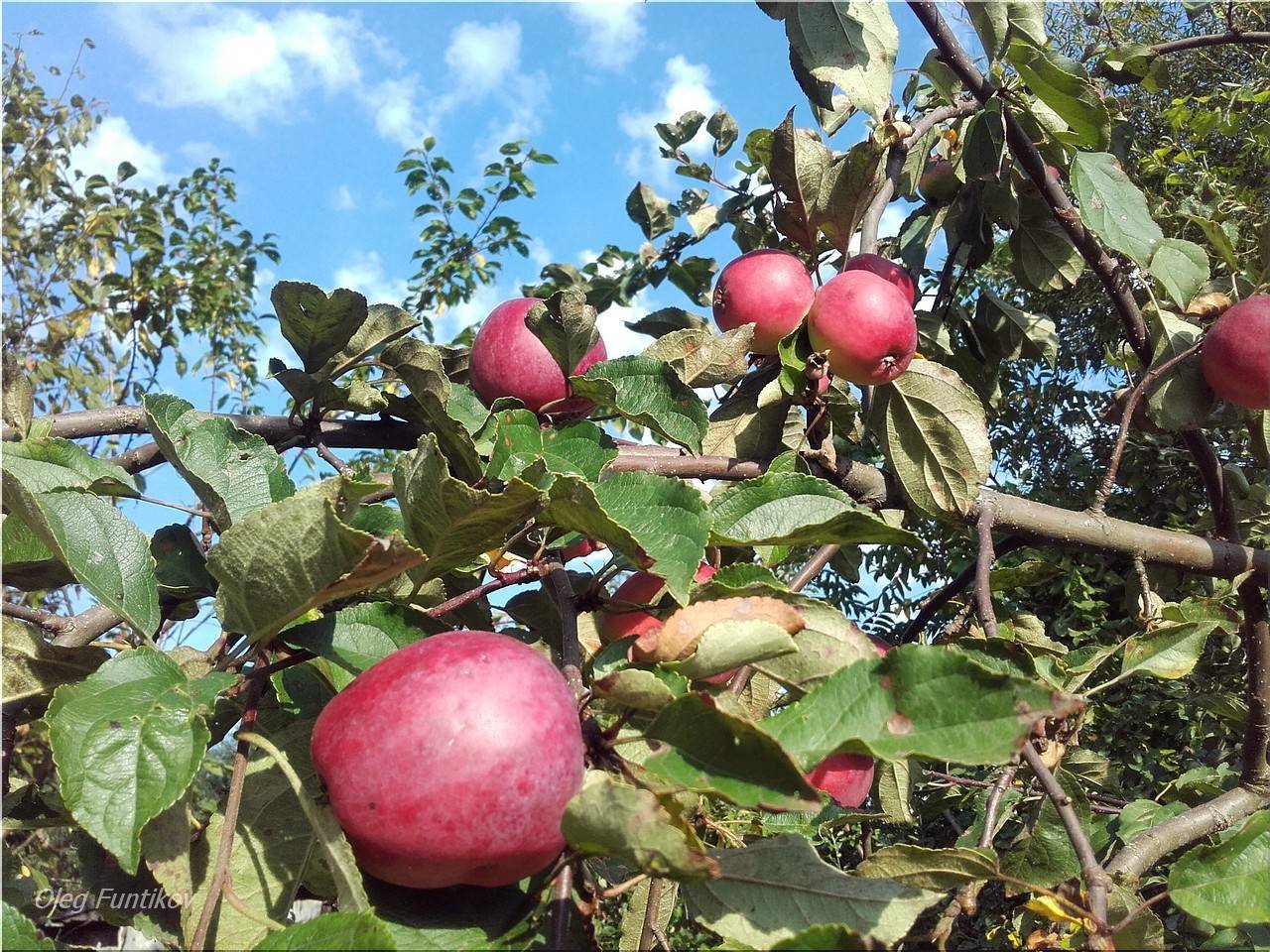 Сорт яблок звездочка: описание и характеристики, фото и особенности выращивания selo.guru — интернет портал о сельском хозяйстве