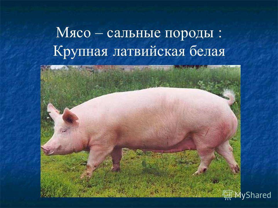Популярные породы свиней – описание, характеристики 2022