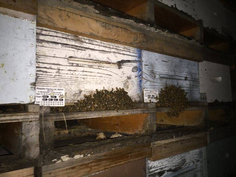Омшаник для пчел: что это такое, виды, строительство своими руками и особенности зимовки пчел (110 фото и видео)