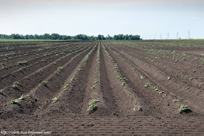 Выращивание картофеля по голландской технологии: сорта и этапы