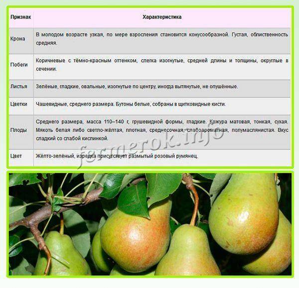 Сорт груши белорусская поздняя: фото, отзывы, описание, характеристики