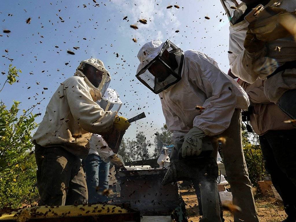 Методика по профилактике отравлений пчёл пестицидами
