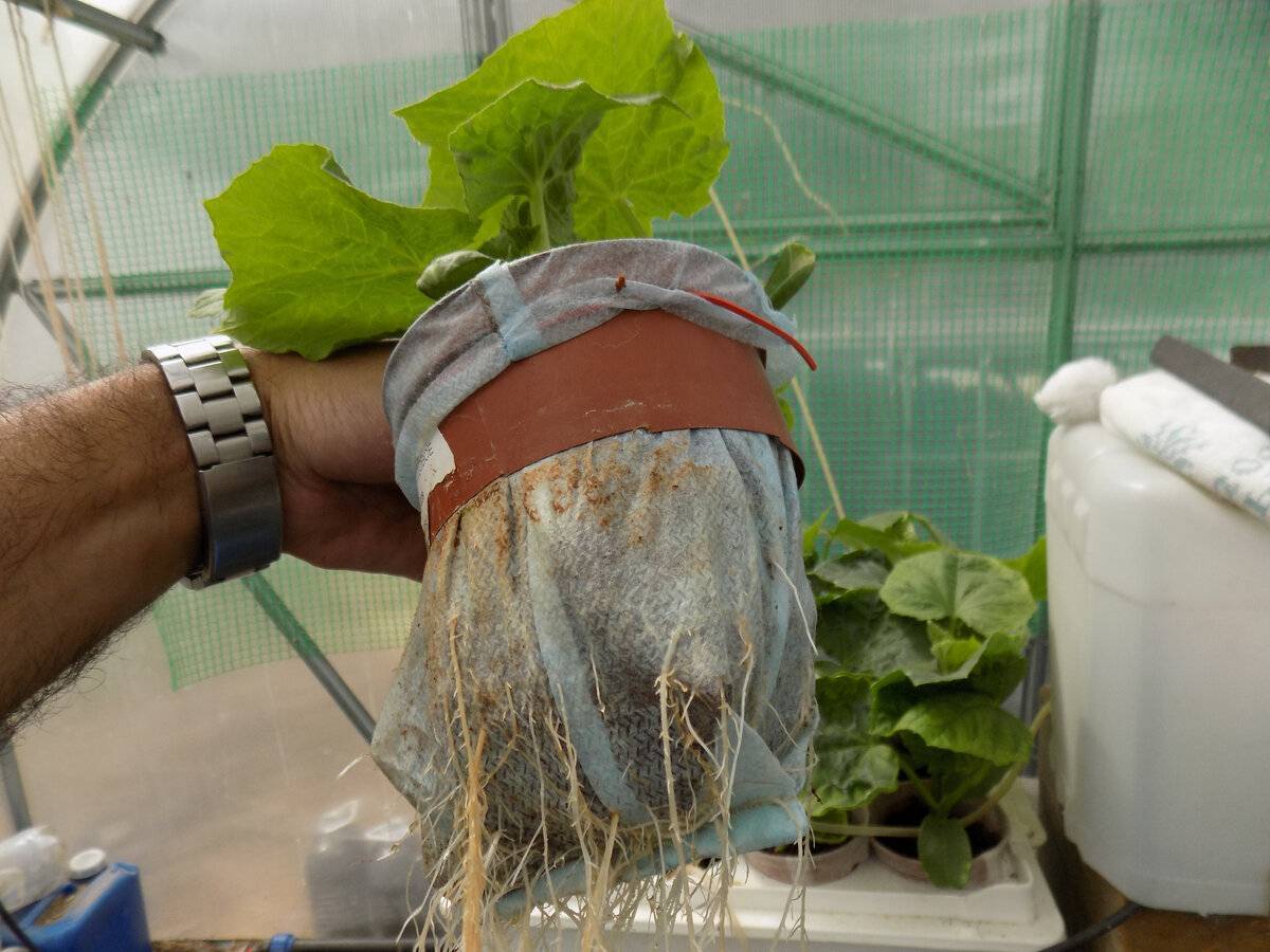 Выращивание салата на подоконнике и балконе: способ для новичков
