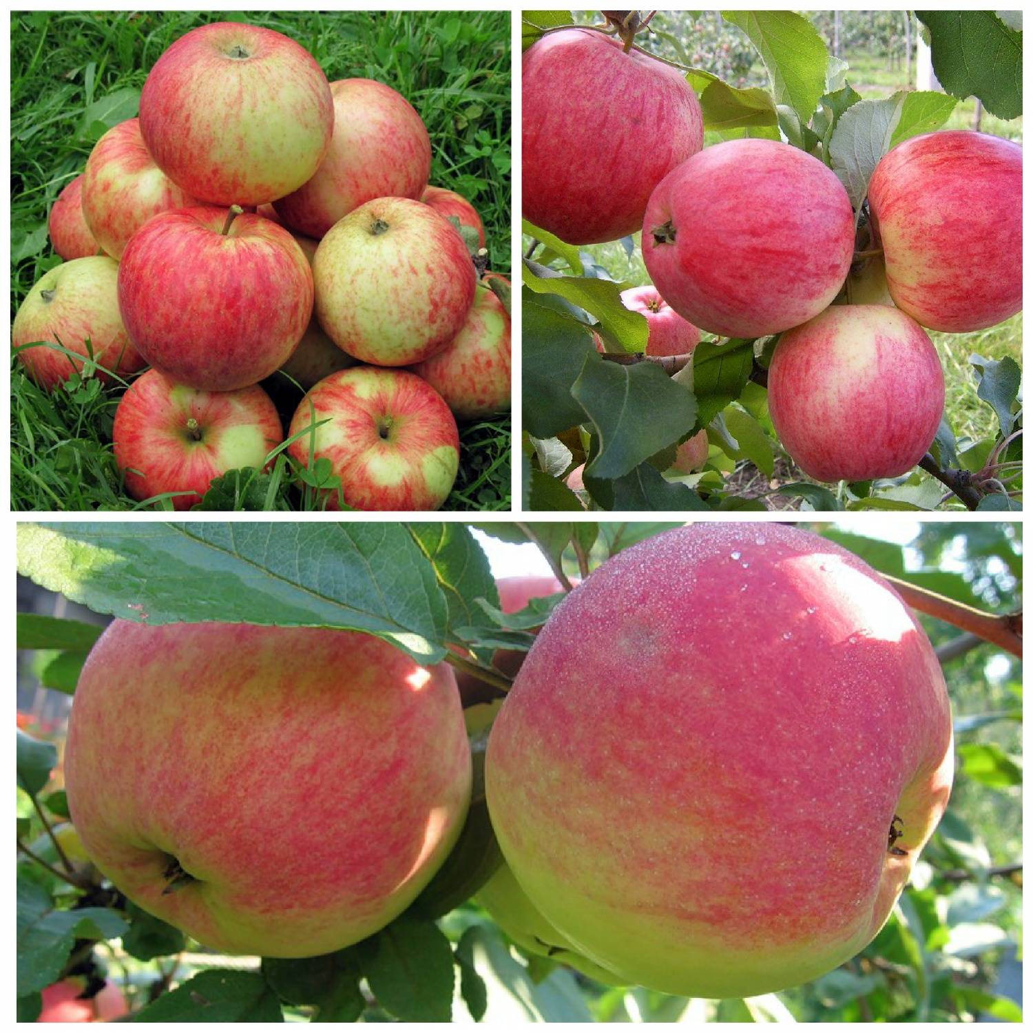 Яблоня сорта орлинка - описание растения и особенности плодов, посадка саженца, последующий уход