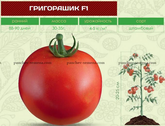 Описание сорта томата Григорашик f1, выращивание и отзывы