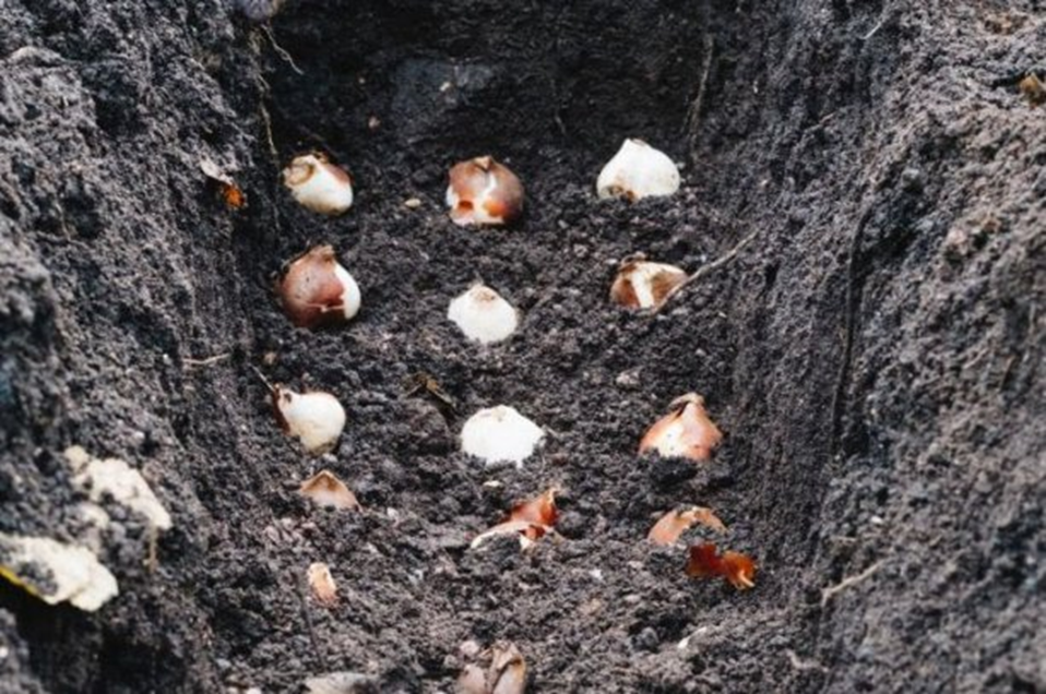 Когда сажать тюльпаны осенью в открытый грунт под зиму в 2019 году как сажать