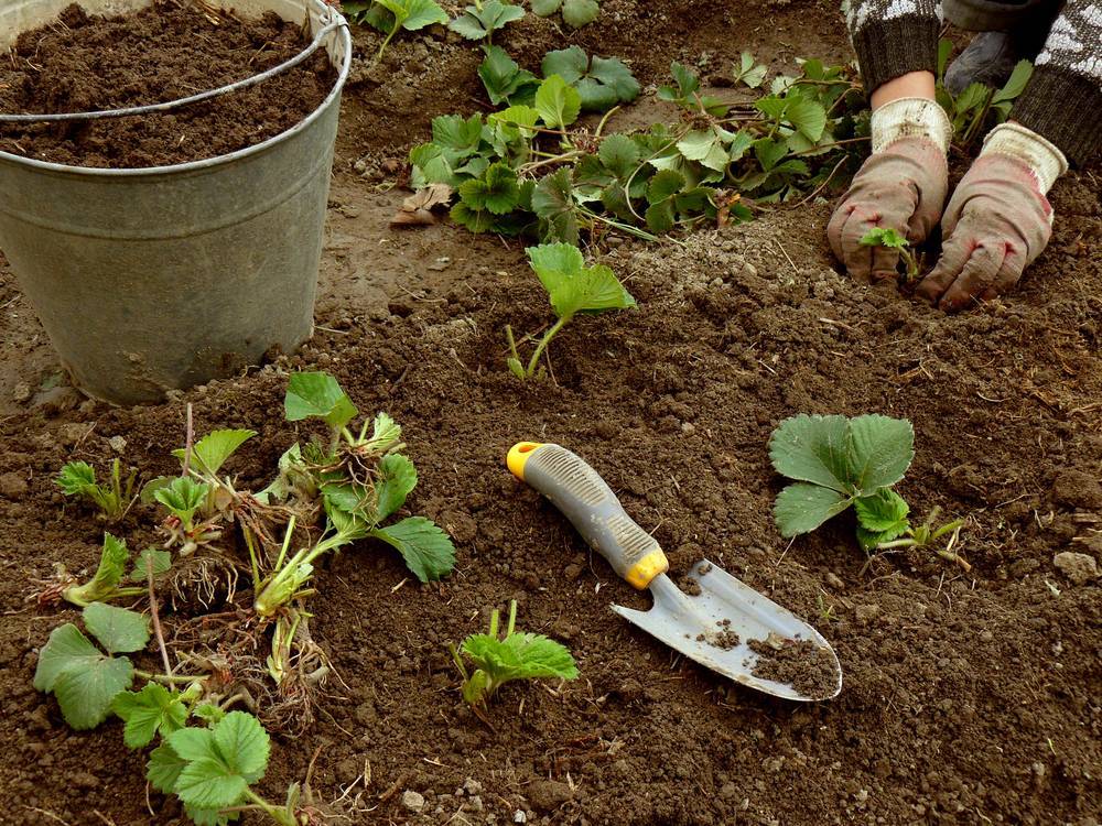 Топинамбур – посадка и выращивание, когда выкапывать и как хранить