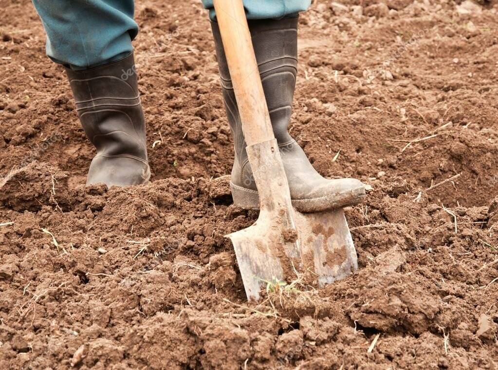 К чему снится копать землю лопатой в огороде ????: 41 толкование сна ❗ по различным сонникам, перекапывать почву для посадки или видеть как копают грядки