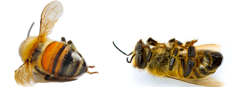 Паралич пчел: признаки, лечение и профилактика