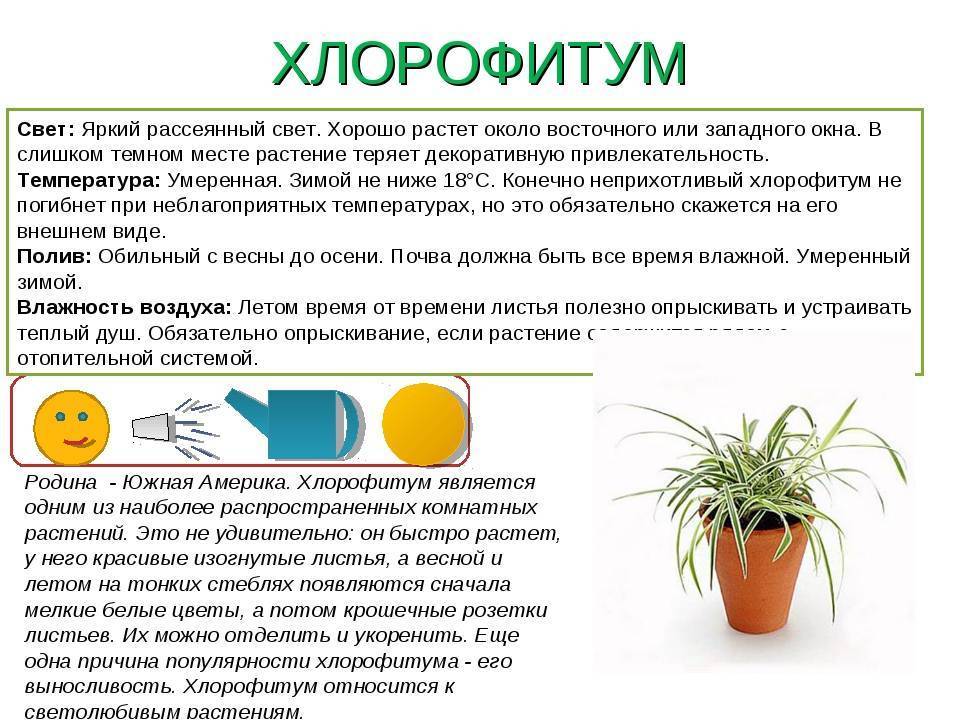 10 причин поселить у себя хлорофитум. уход в домашних условиях. фото — ботаничка.ru