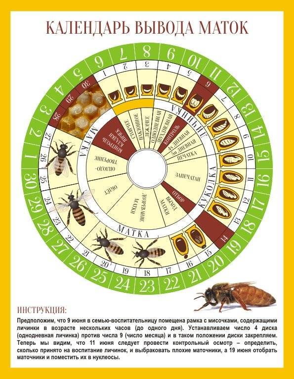 Календарь вывода пчелиных маток: фото, виды, как пользоваться и как сделать