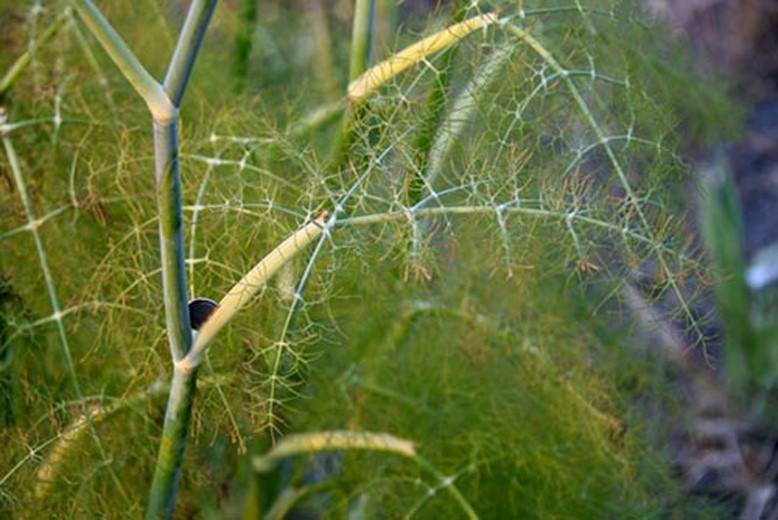 Вредители укропа на листьях фото и борьба с ними