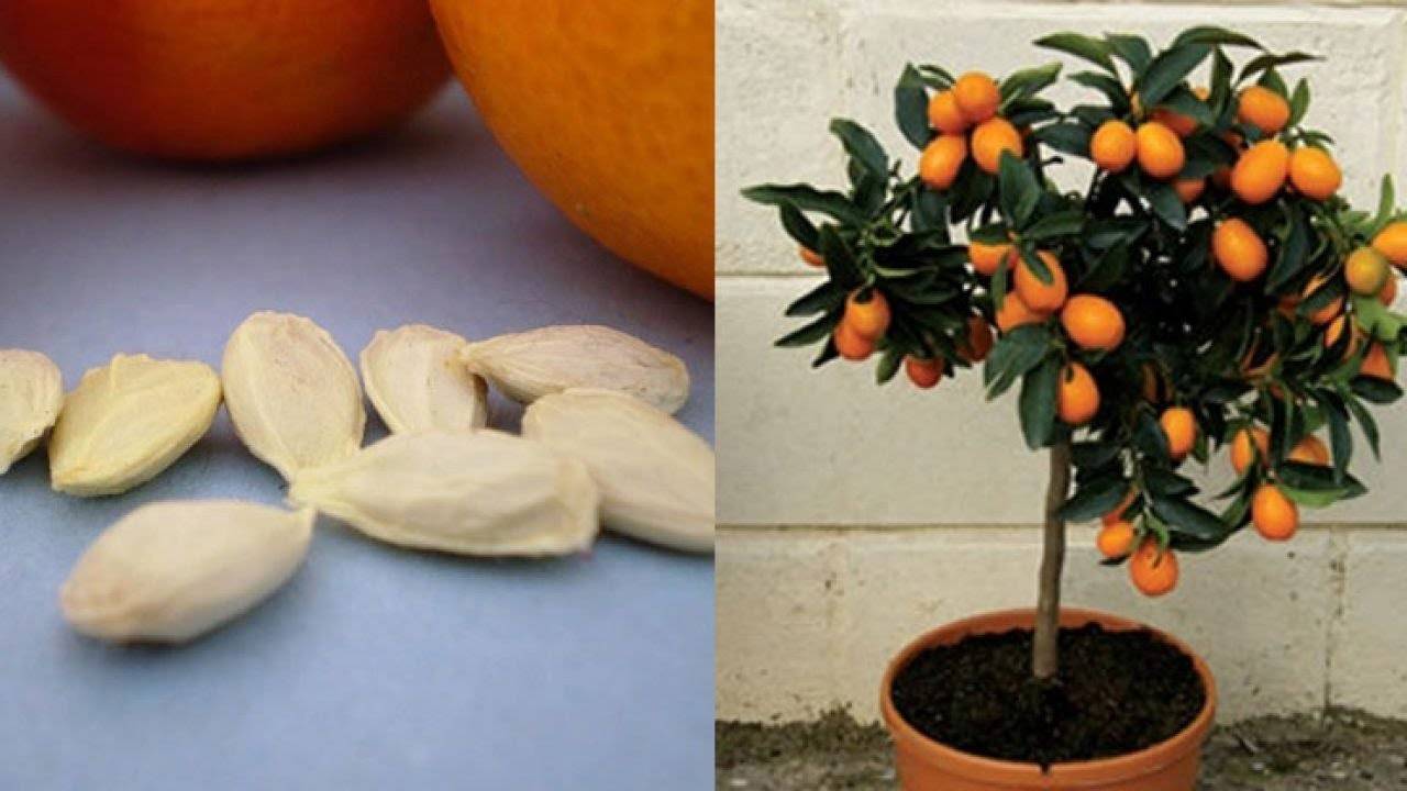 Выращивание апельсинов из косточек в домашних условиях, как посадить привить росток, болезни и уход selo.guru — интернет портал о сельском хозяйстве