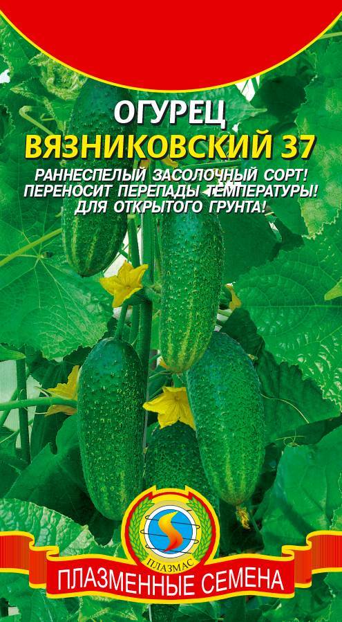 Все о сорте огурца вязниковский: описание, агротехника выращивания и уход