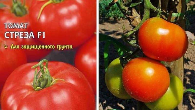 Специфика выращивания и описание сорта томата Стреза f1