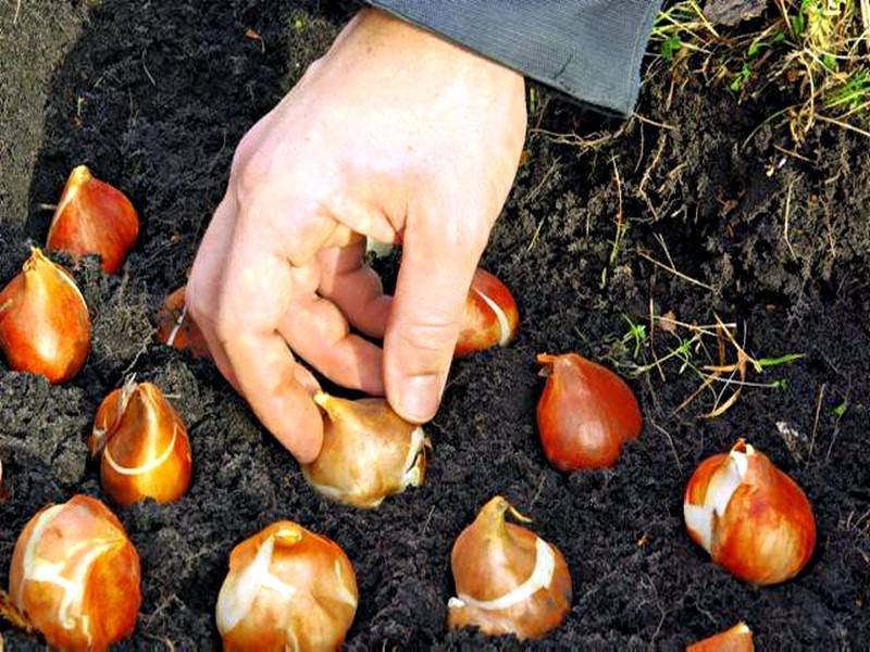 Как посадить тюльпаны осенью правильно