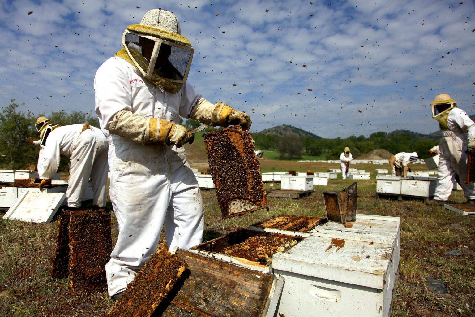 Органическое пчеловодство