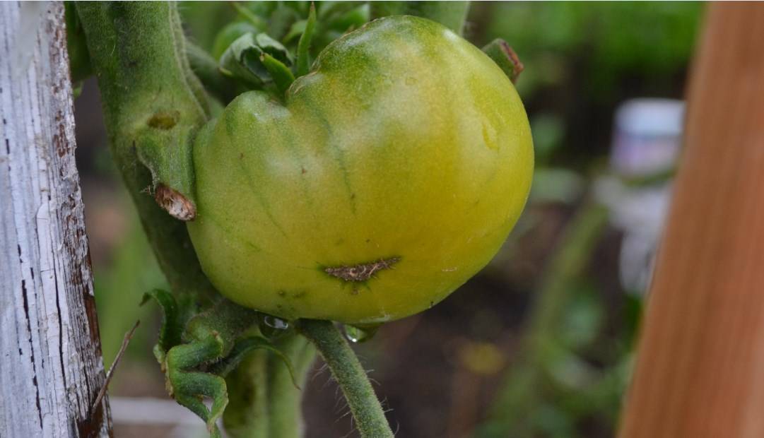 Описание томата царевна лягушка, особенности выращивания