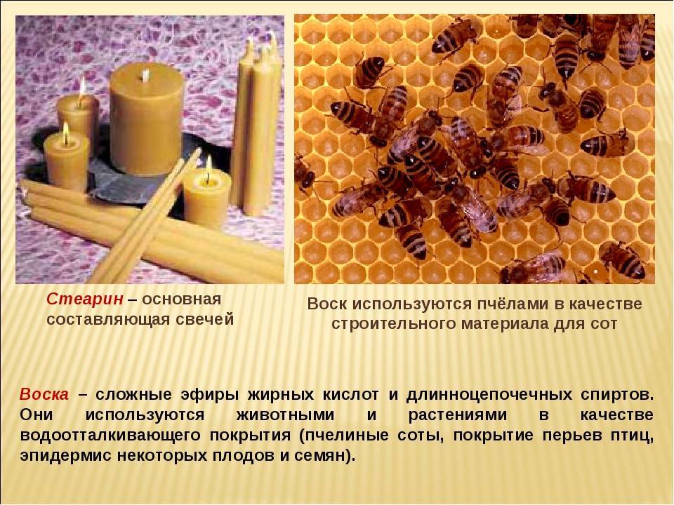 Свойства, состав и применение пчелиного воска