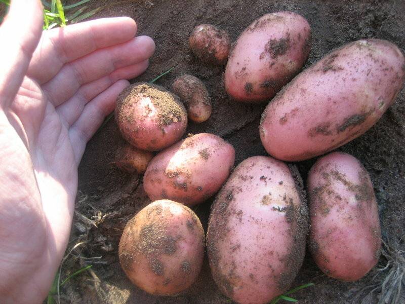 Среднеранний сорт картофеля «родрига» с крупными розовыми клубнями