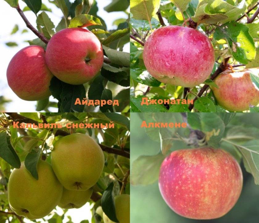 Сорт яблок макинтош: описание, польза и вред, правила посадки и ухода, сбор и хранение урожая, применение в кулинарии