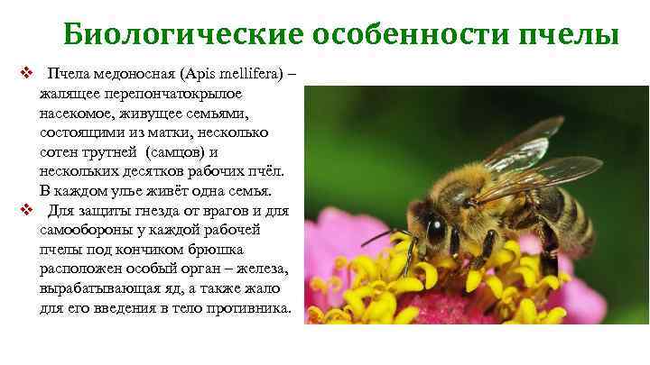 Медоносная пчела: дикая или домашняя, строение насекомого, к какому отряду принадлежит, окрас и спектр зрения, продолжительность жизни, фото, видео