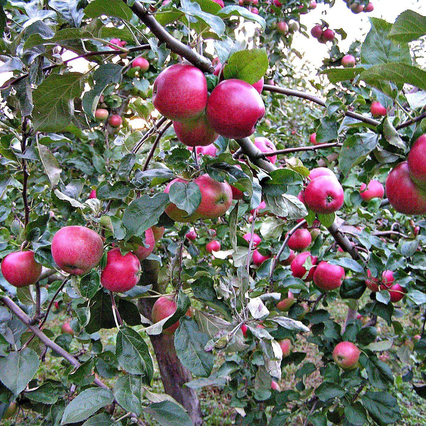 Яблоня вишневое: описание и характеристика сорта, посадка и выращивание