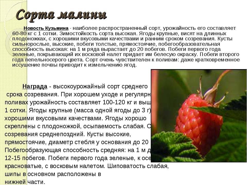 Лучшие сорта малины для средней полосы россии