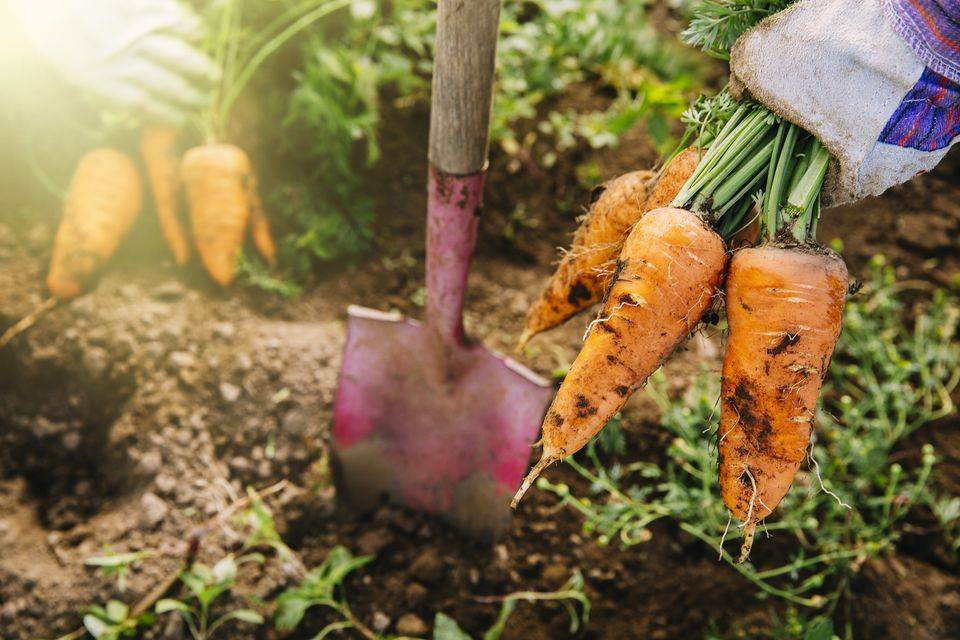 Когда и как правильно убирать морковь с грядки на зимнее хранение: признаки созревания моркови, сроки, советы от бывалых огородников