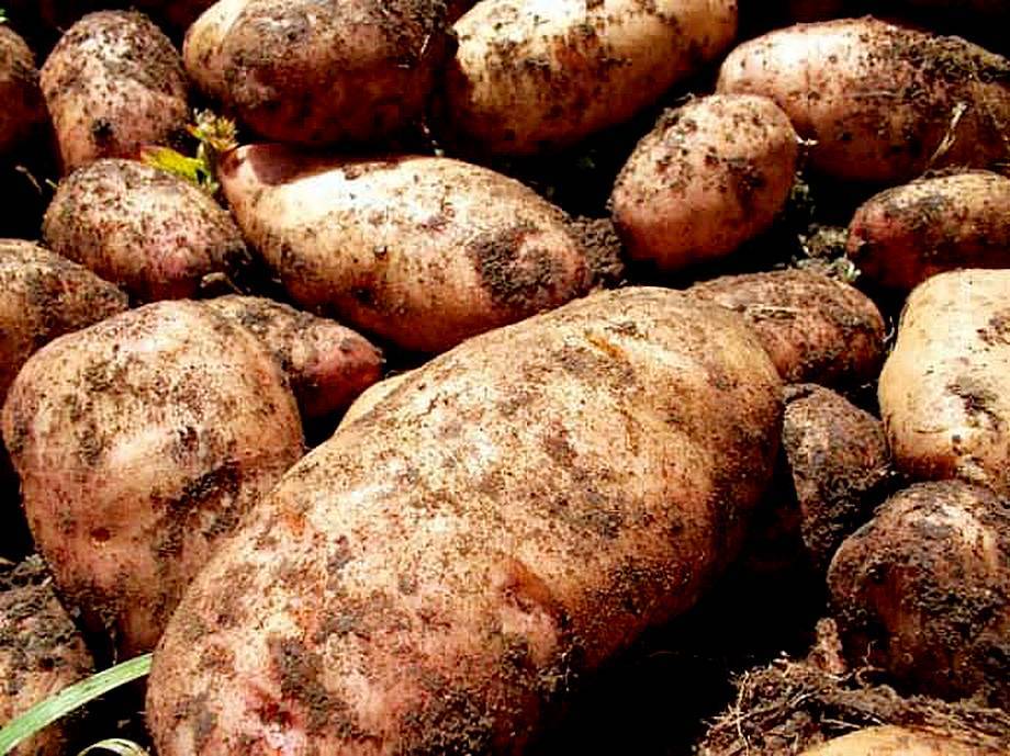 Описание ранних сортов картофеля с фото: классификация, основные характеристики и преимущества