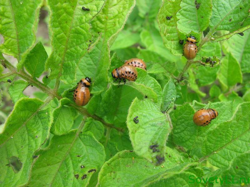 Кто ест колорадского жука: естественные враги вредителя, птицы и насекомые
