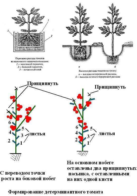 Формирование томатов в открытом грунте схема