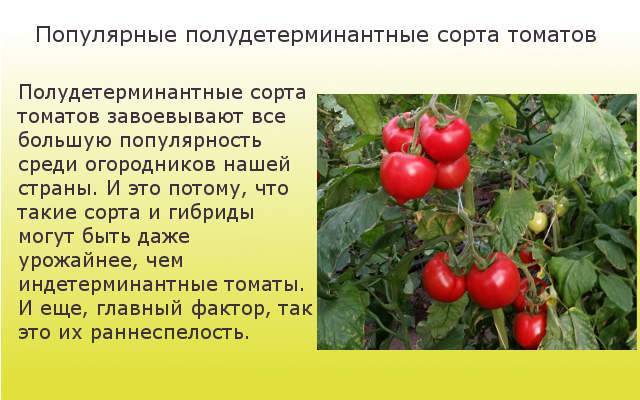 Томат энерго характеристика и описание сорта урожайность с фото