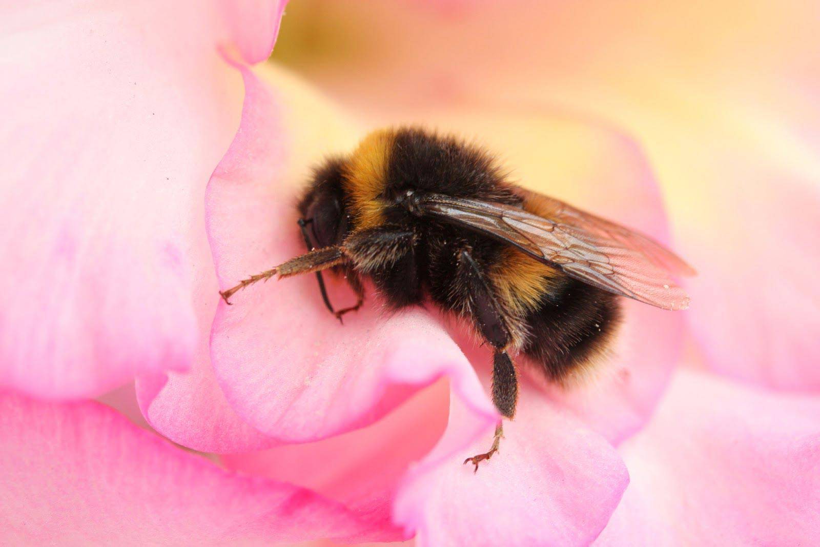 Самые интересные факты о пчелах | интересный сайт