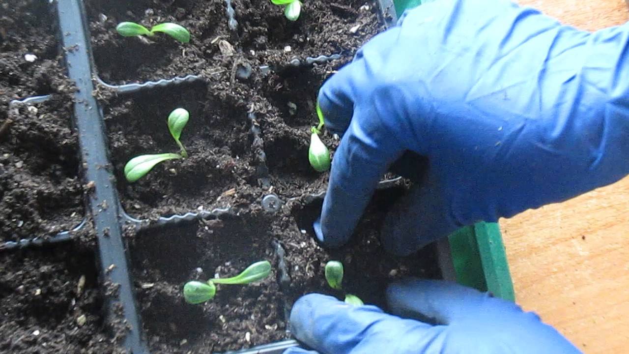 Выращивание огурцов в теплице и открытом грунте, уход за ними