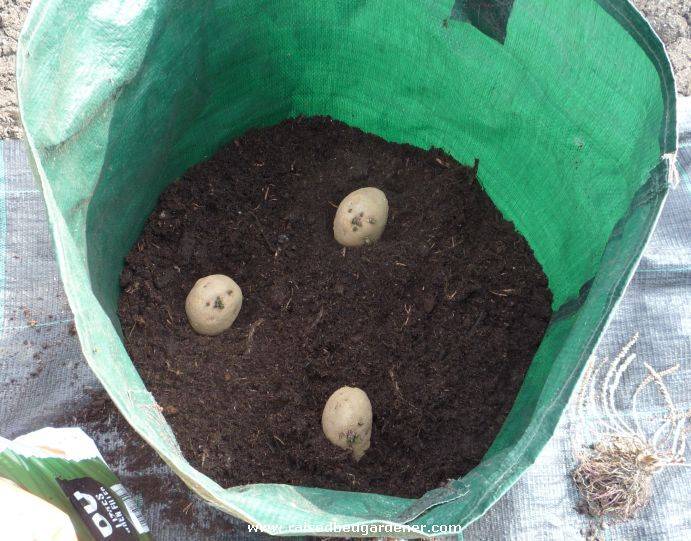 Рассада картофеля из семян: когда сажать в 2022, как вырастить |